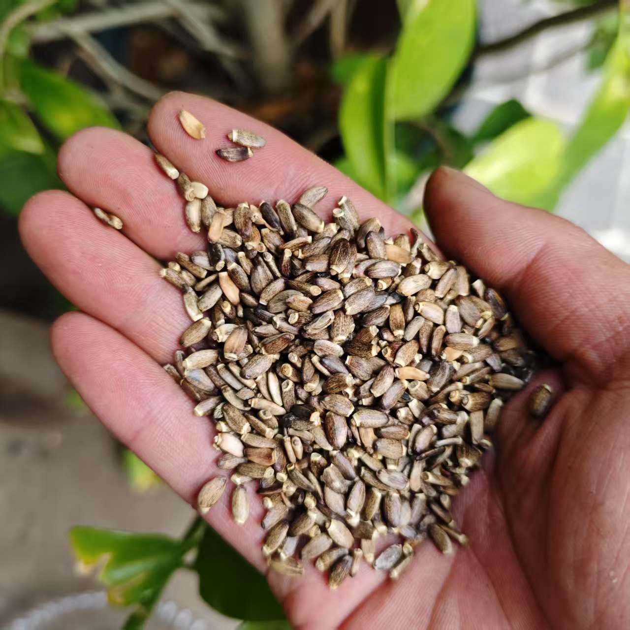 1【水-飞-蓟】净含量：250g-500g【阿虎现收】