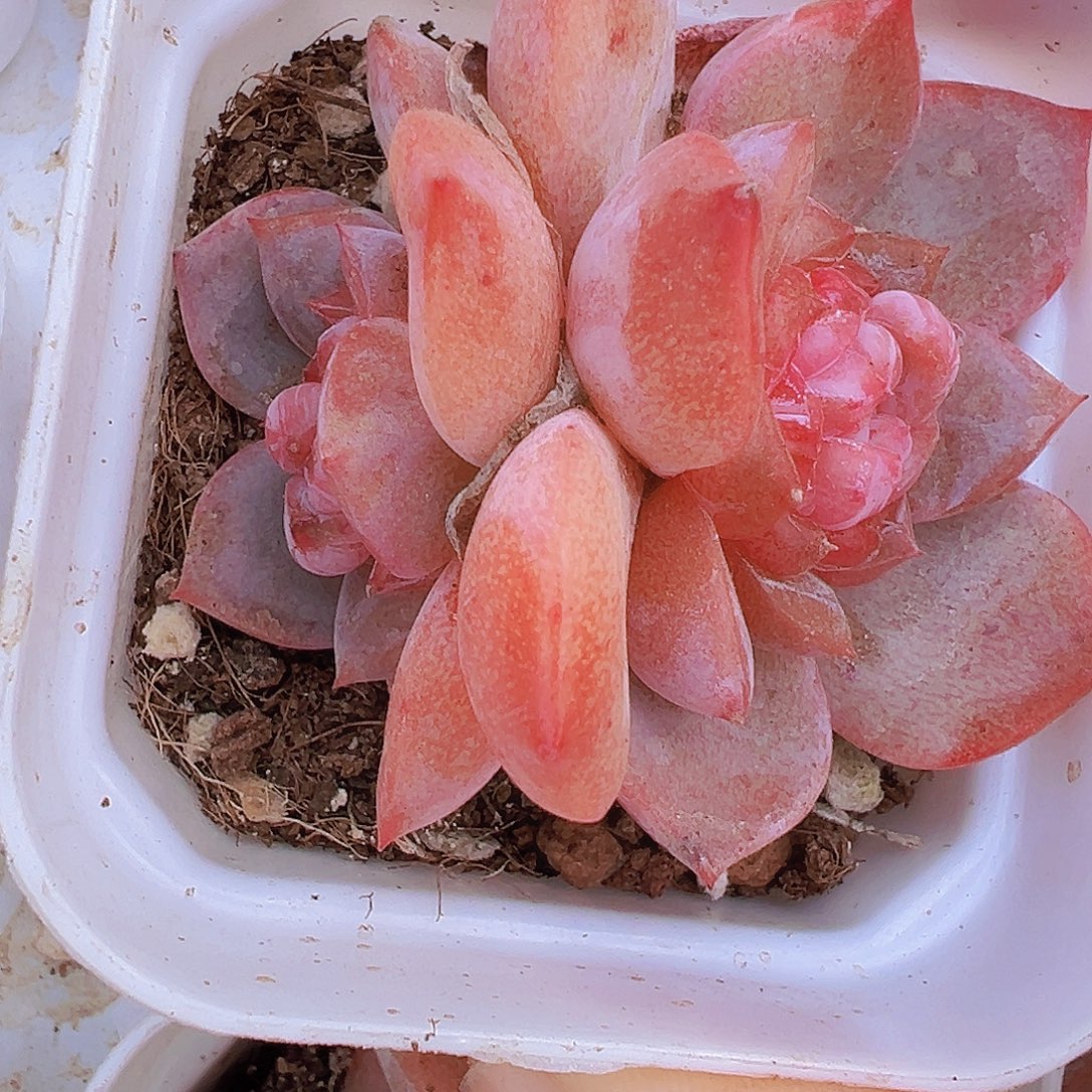 双头云岚19包邮多肉