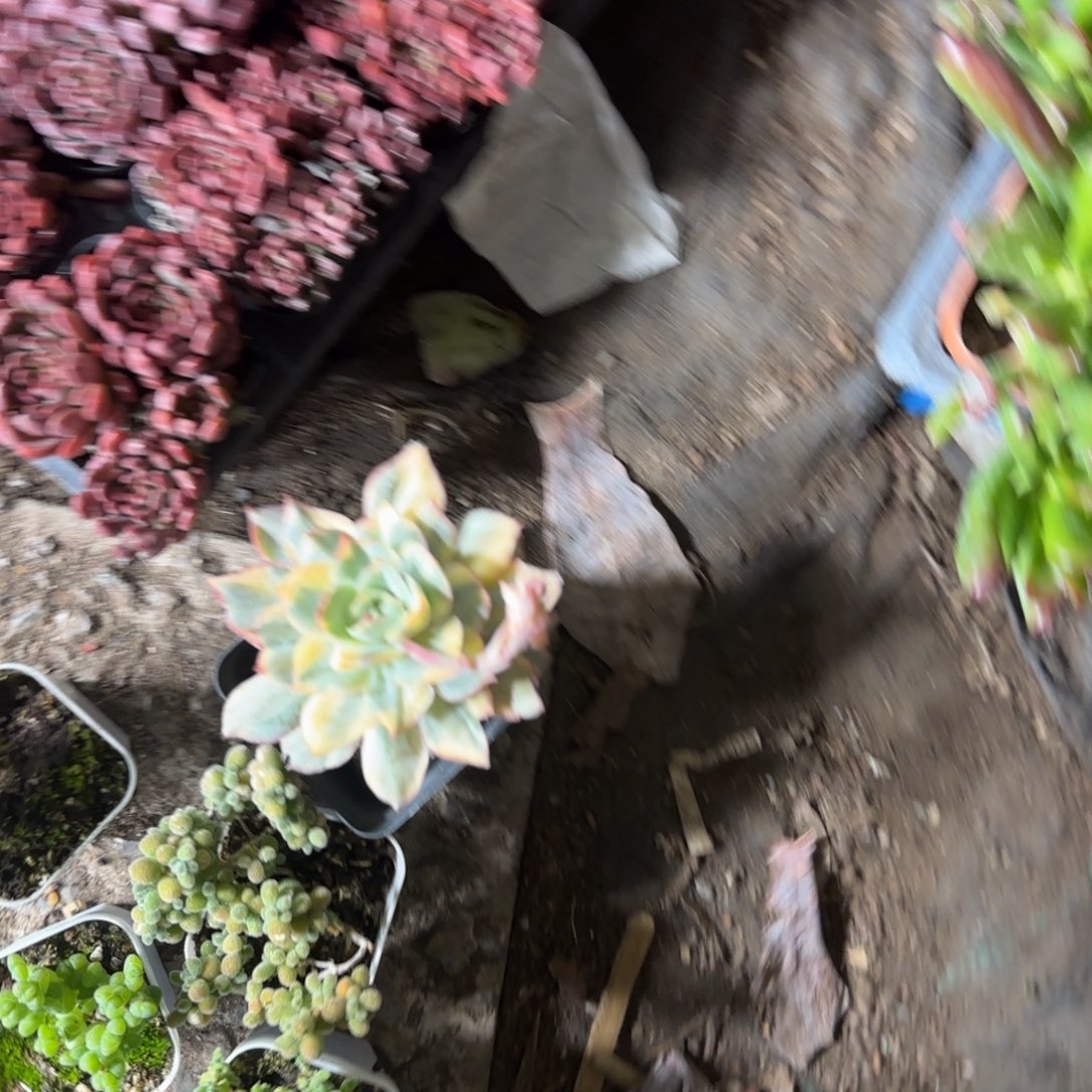 镜子胖了哈哈哈哈