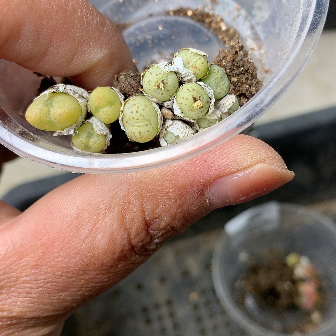 D338多肉植物保护研究所