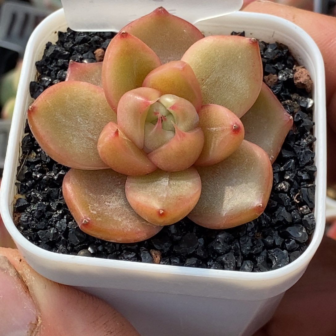 天官赐福百无禁忌