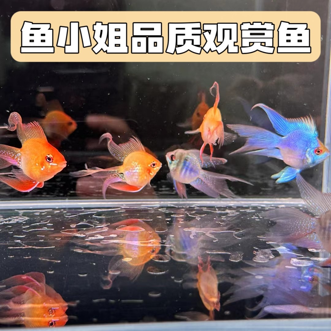 特价桃心长尾金波子蓝波子荷兰凤凰球