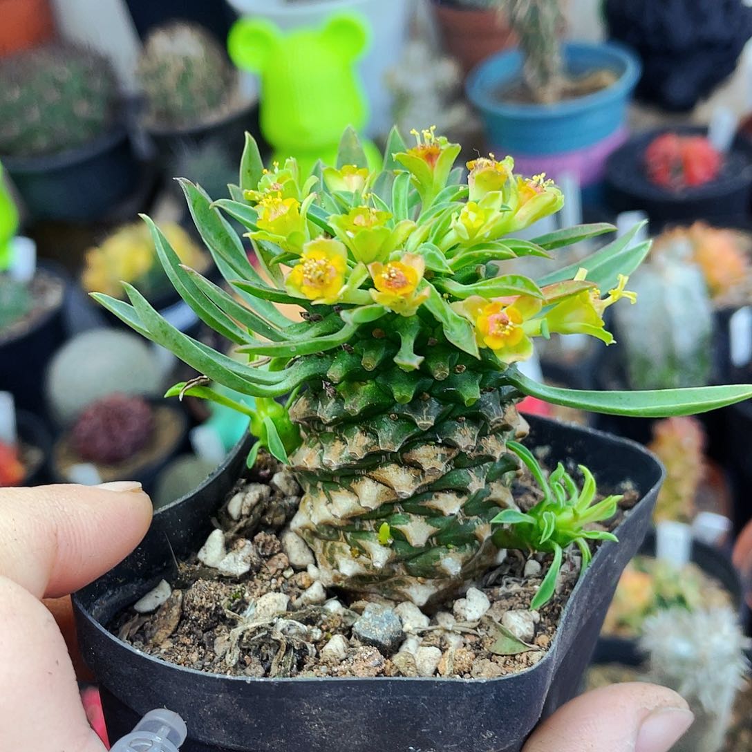 非偏远地区满25包邮仙人球