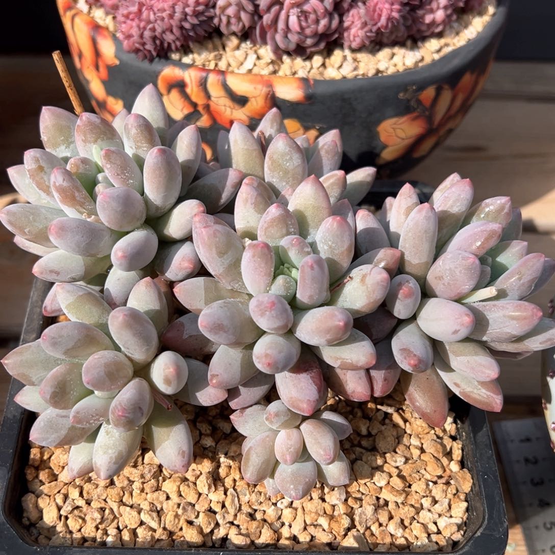 香索捧花多肉植物