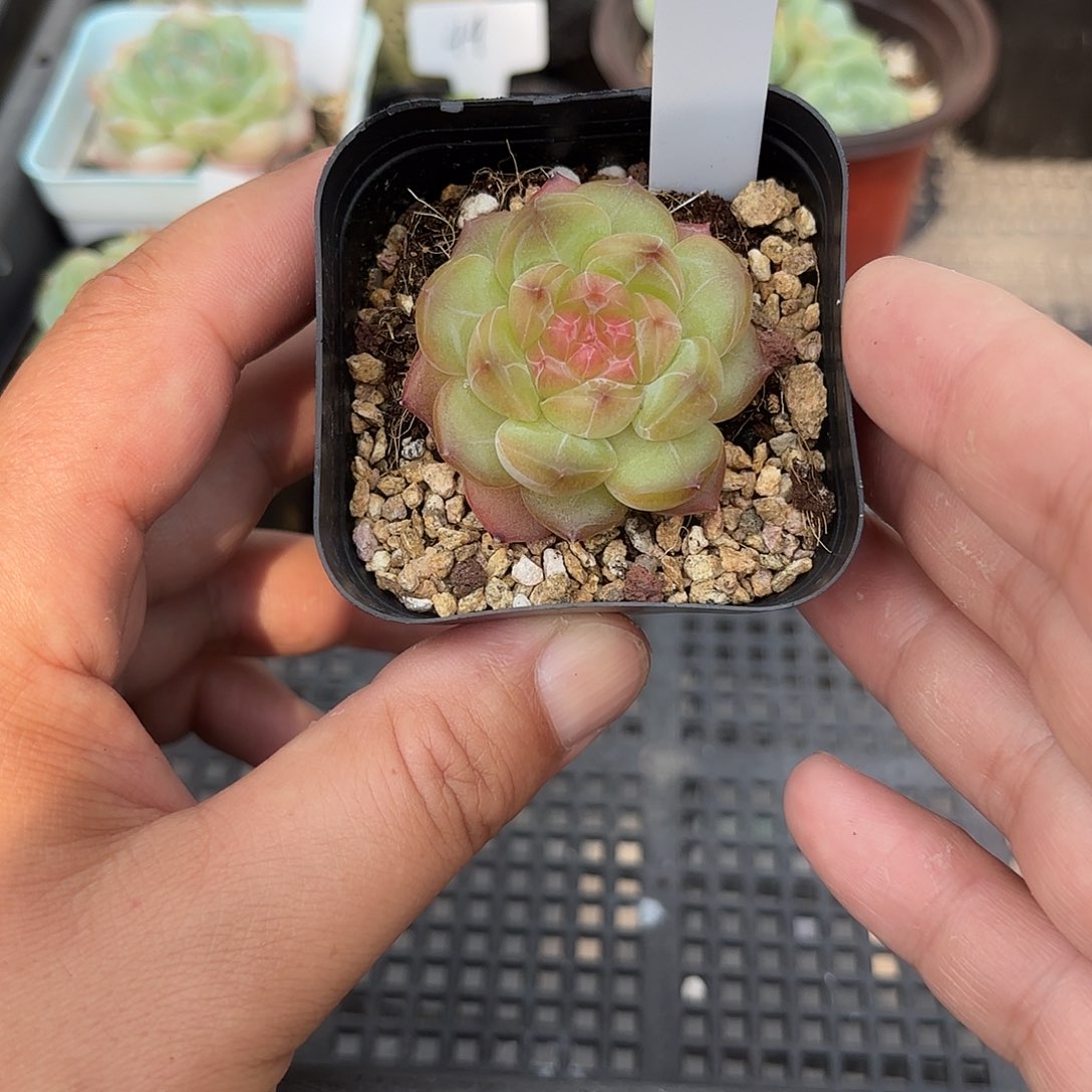 11号单头琴心多肉