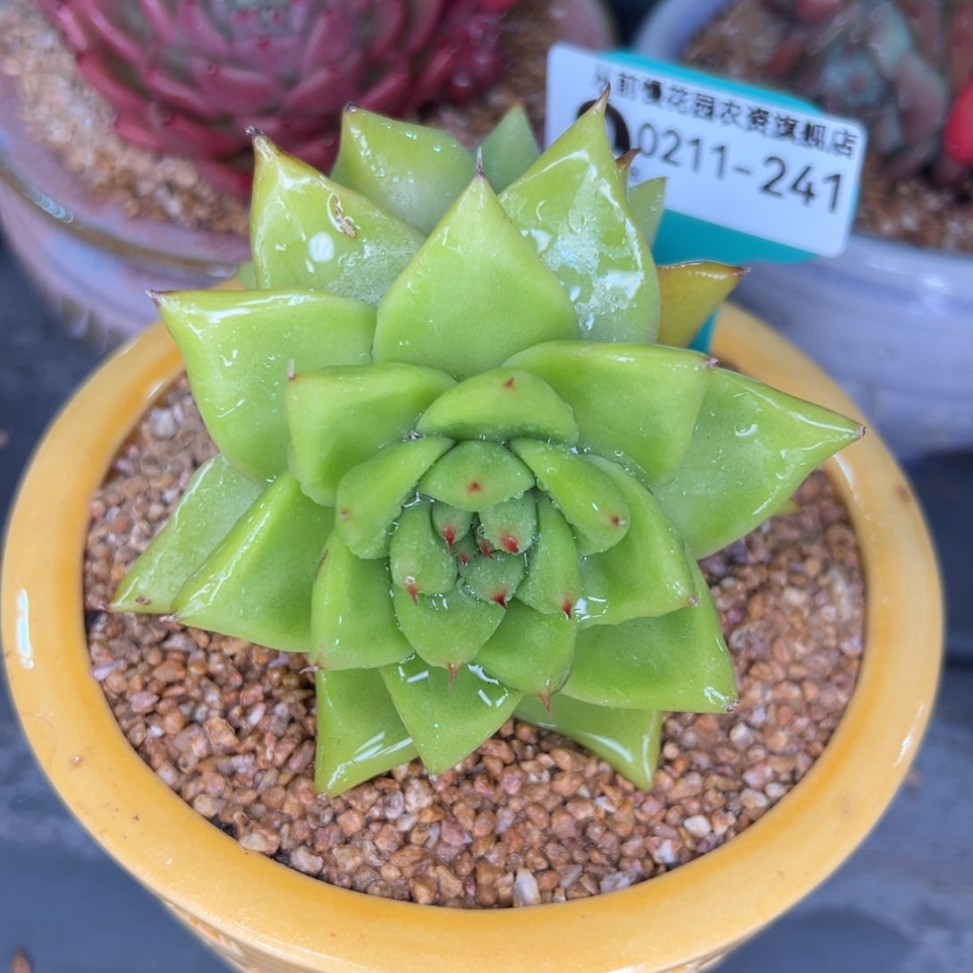 从前慢多肉精选编号0211.241