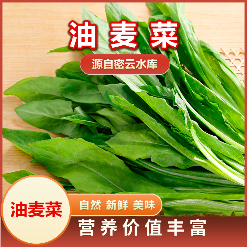 农家种植油麦菜2斤绿色蔬菜