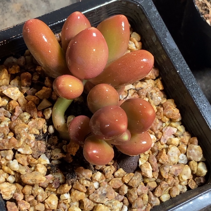 正版芒果奶多肉植物