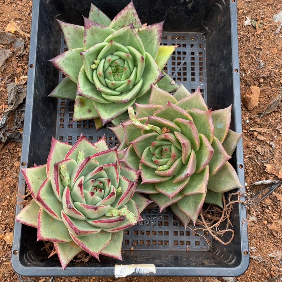 无花朵若如东云单拍D479