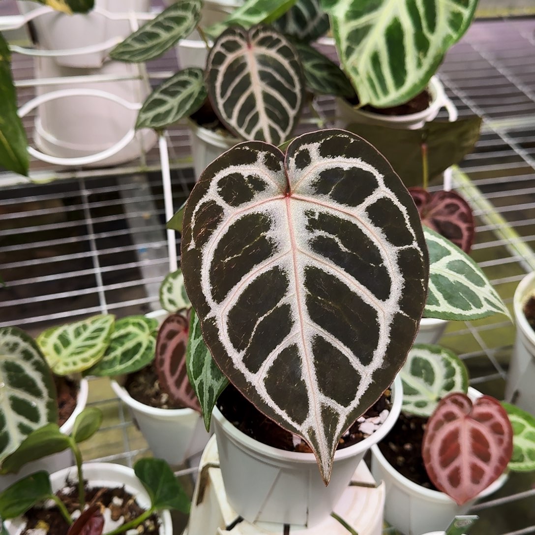 完全开放Skg银杂红虎。养定