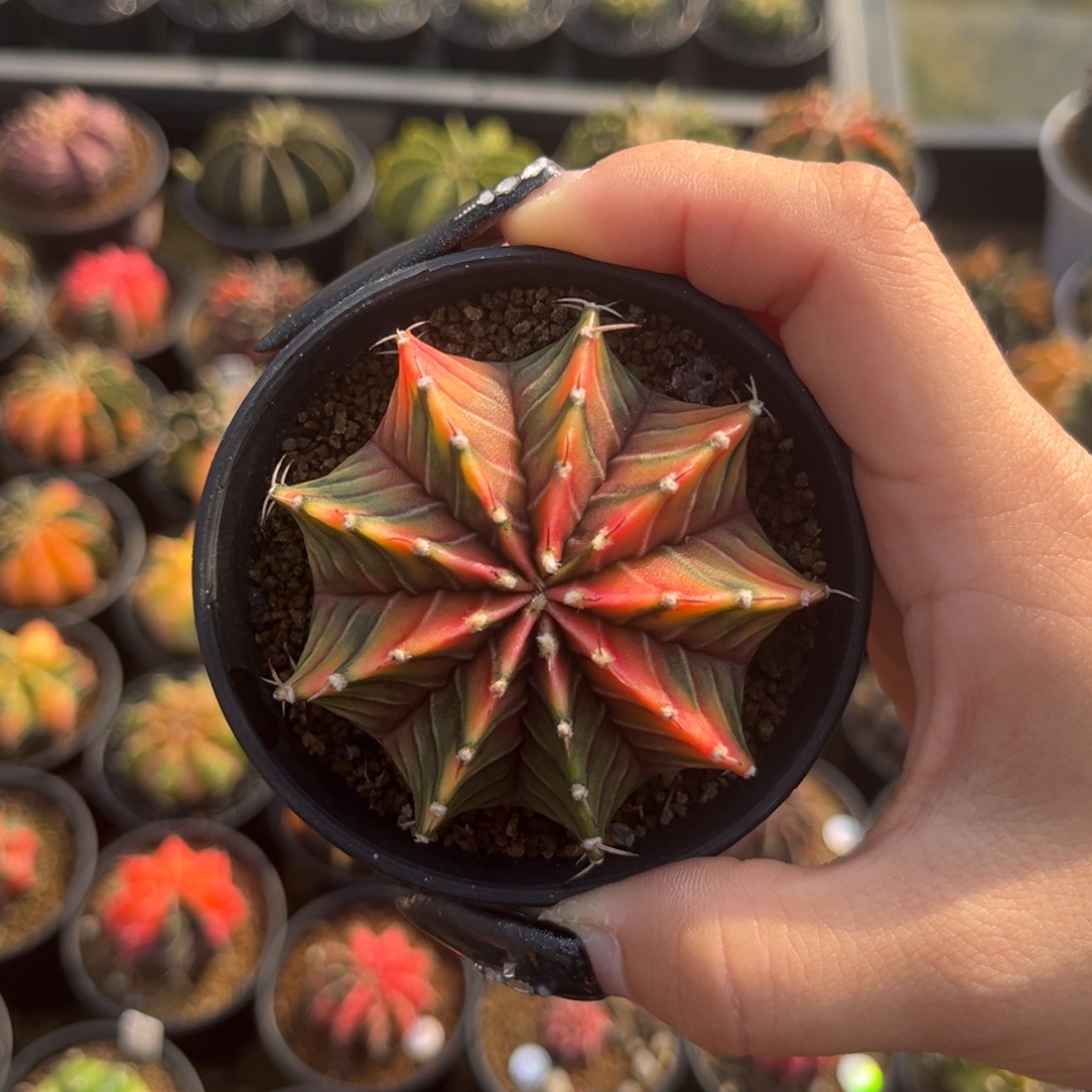 坚***强乌贼肋骨锦 带盆土发货