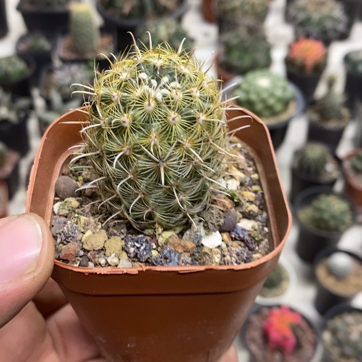 绿花金罗萨特价福利