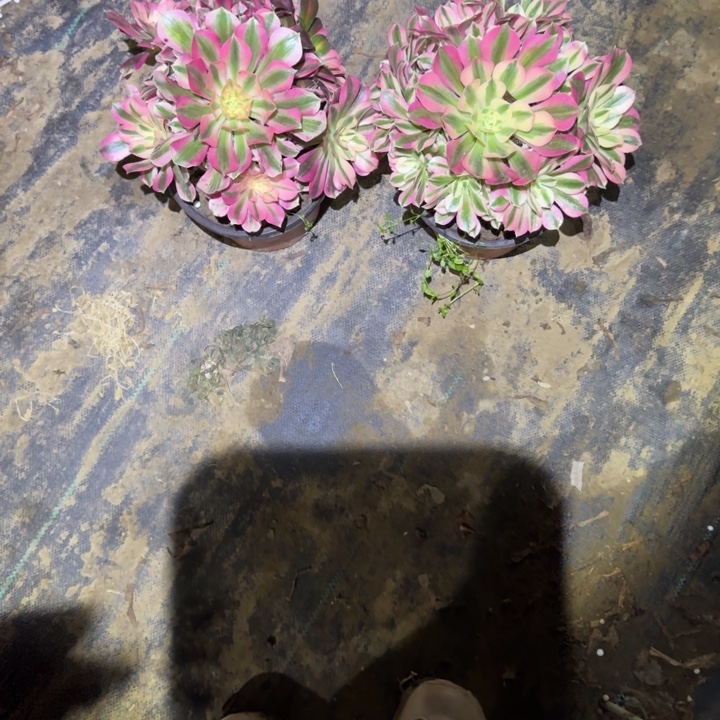 一单包邮不包侧枝48