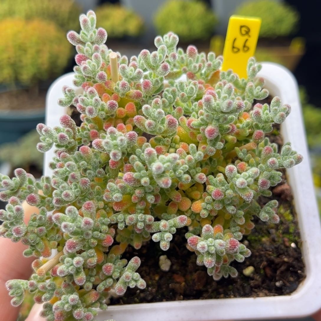 冰晶带盆带土发货