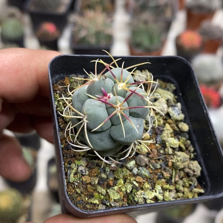 实生菲冠龙特价福利2