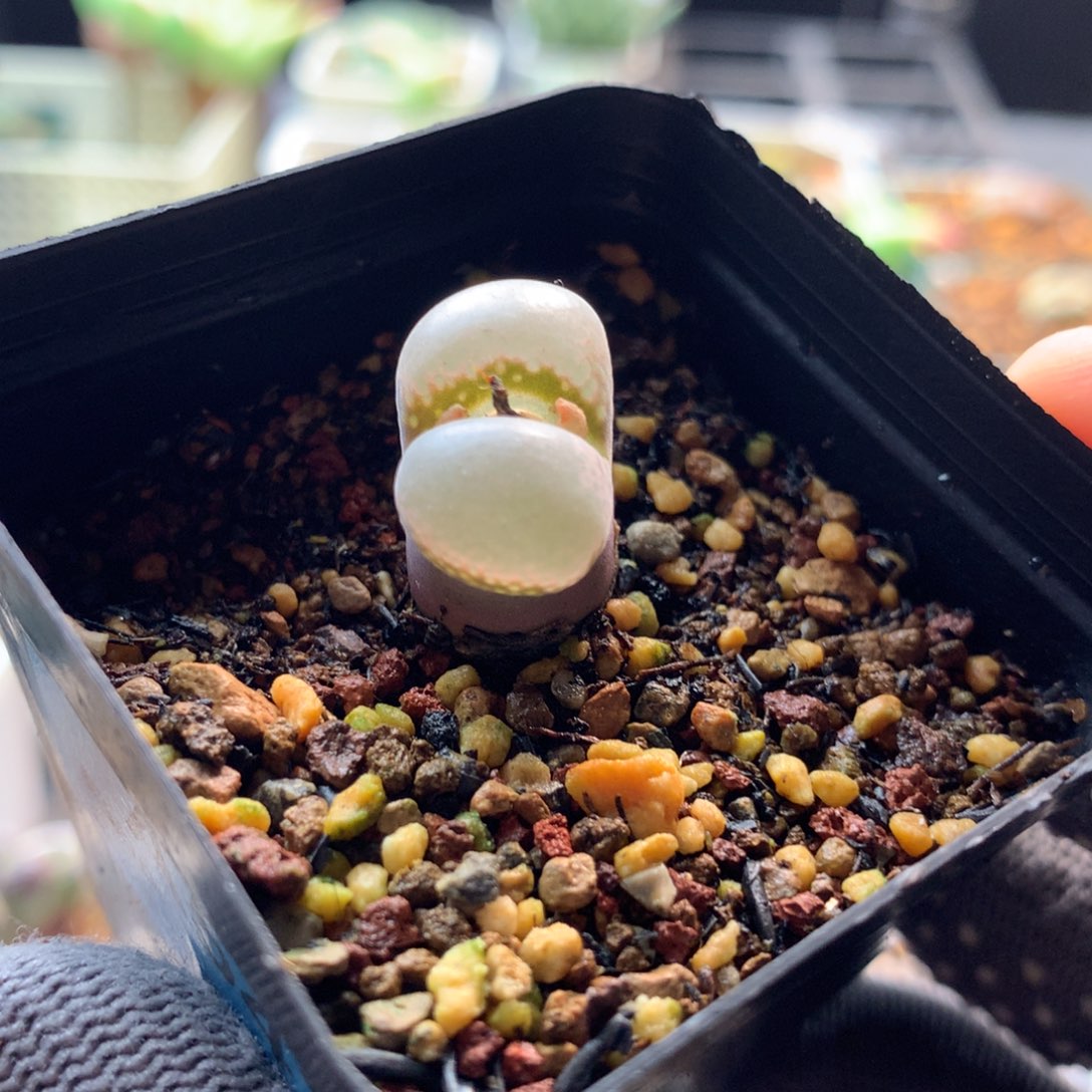 a542风铃母本一颗