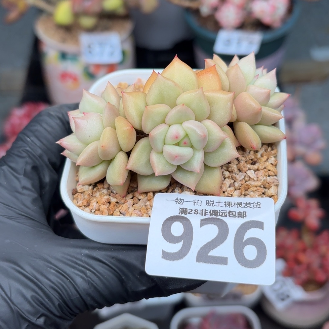 黄金象牙无盆土发货