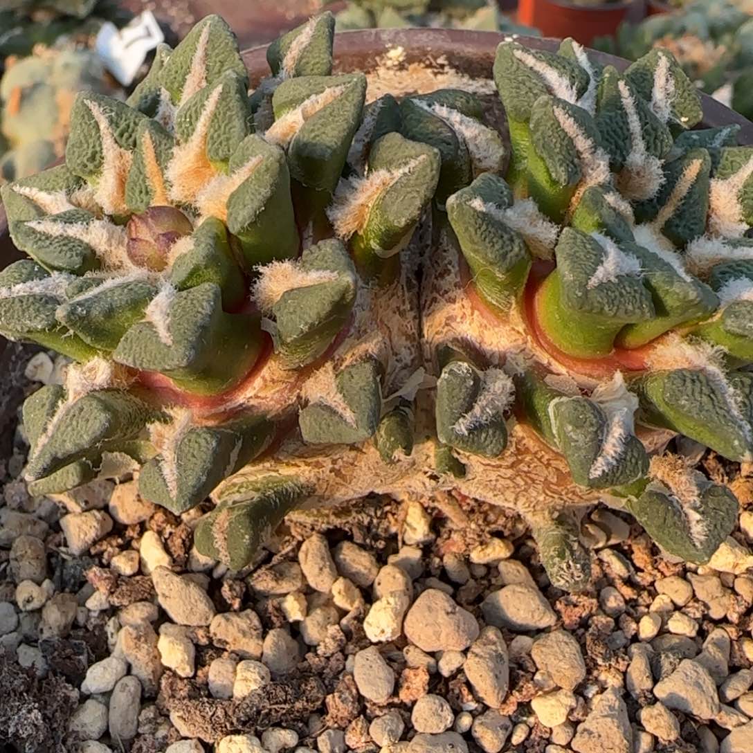 无花朵双头萝卜黑9厘米074