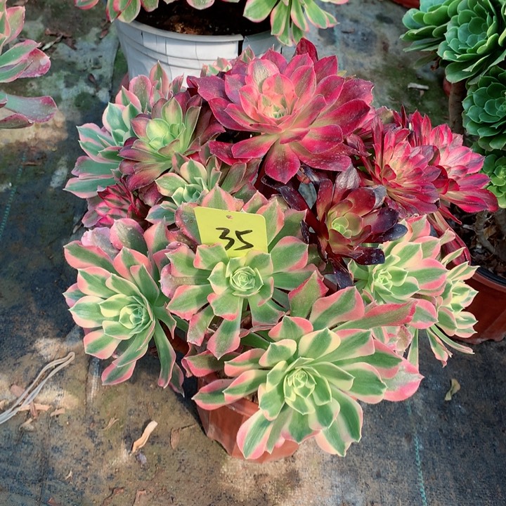 35嫁接多肉一物一拍～