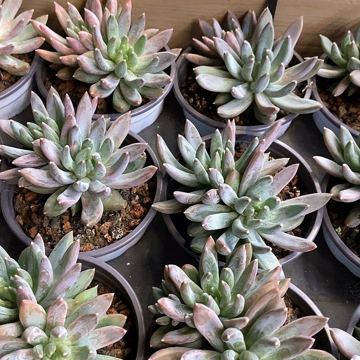 137。双头炫彩星。福利多多