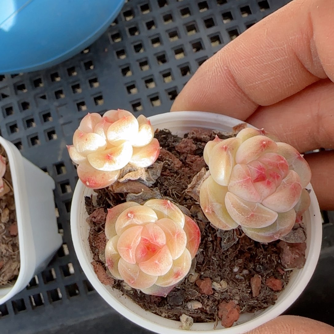 童*的【闪购商品】0123-104糖心