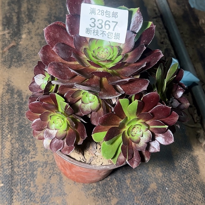 3367黑美人多肉植物