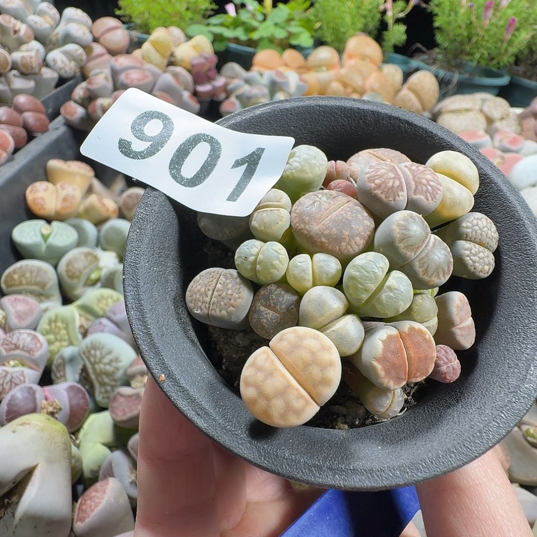 z***～生石花一物一拍901