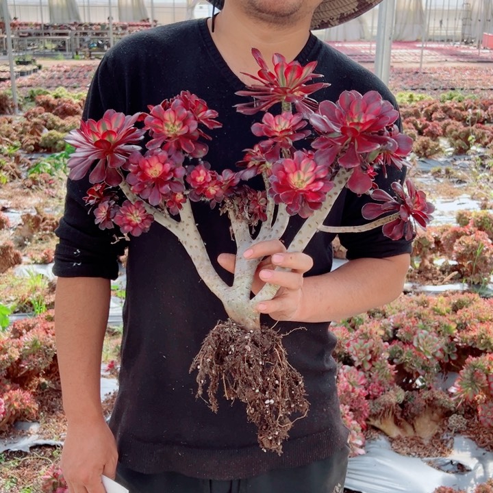 用****5丽娜醉话56号多肉法师