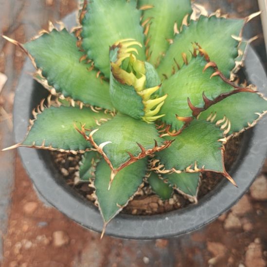 R***y红猫精品龙舌兰精品龙舌兰