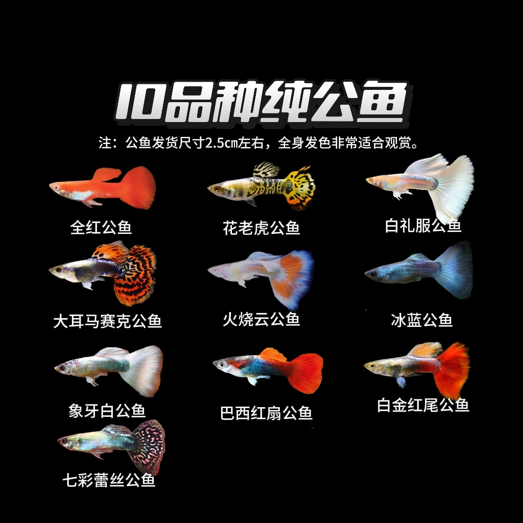 【10品种纯公鱼】10品种10条纯种易繁殖孔雀鱼新手好养耐活小型淡水