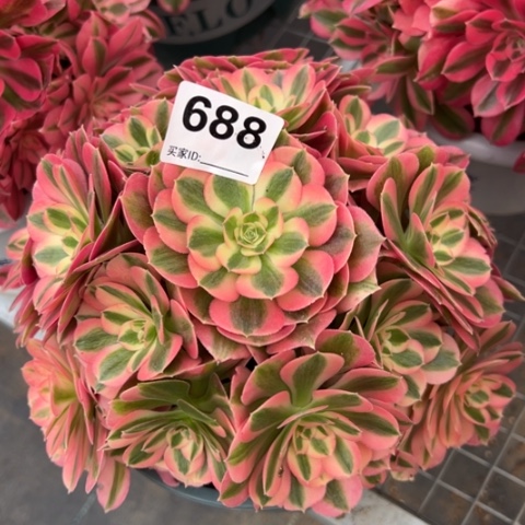 688女巫20厘米左右