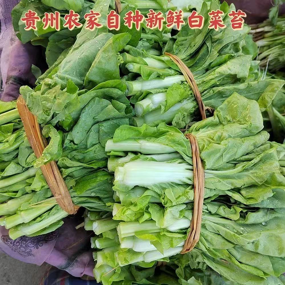 贵州农家自种新鲜白菜苔/菜心/白菜现摘现发露天种植时令蔬菜包邮