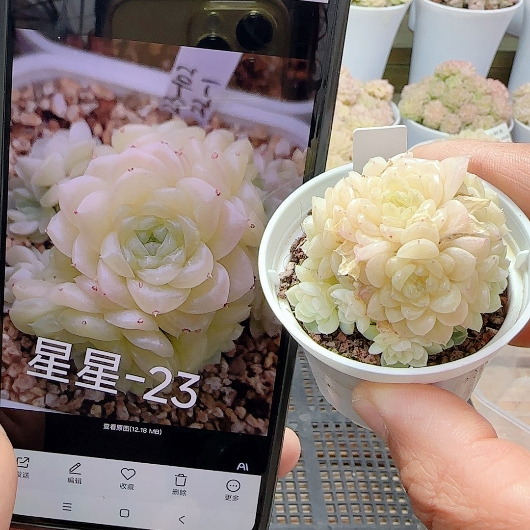 1223-1（星星-23）优选多肉