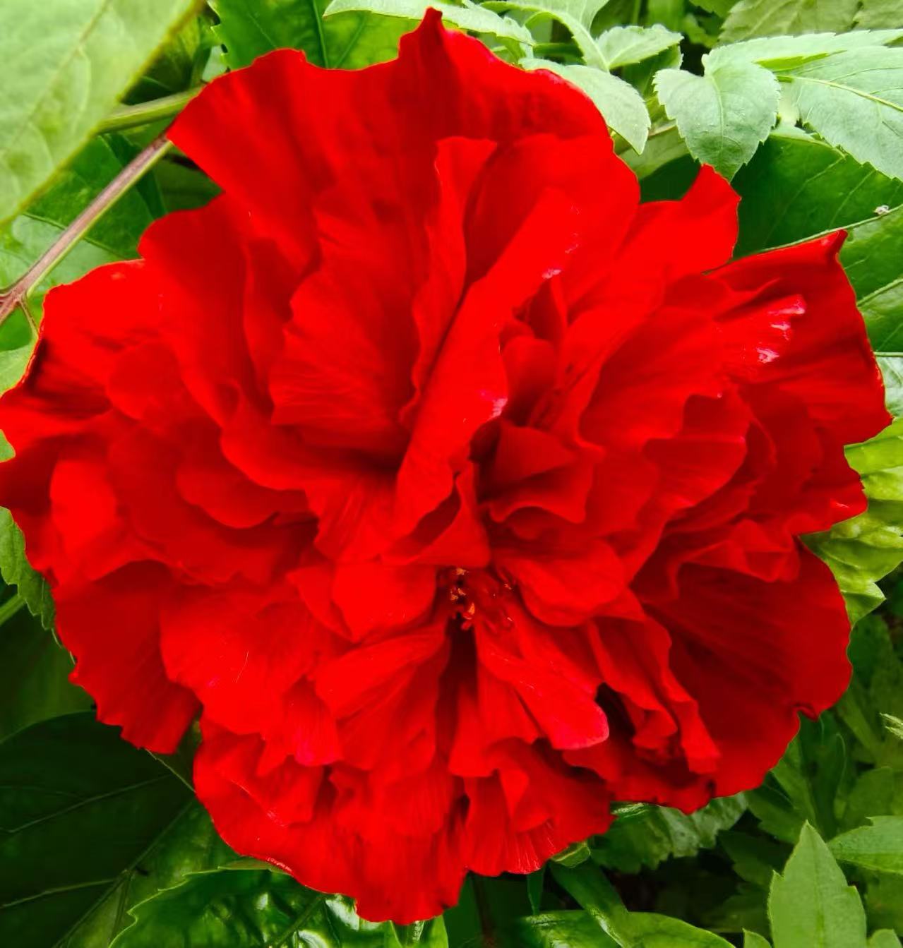  【李先生家】桑叶牡丹（红色）木槿花