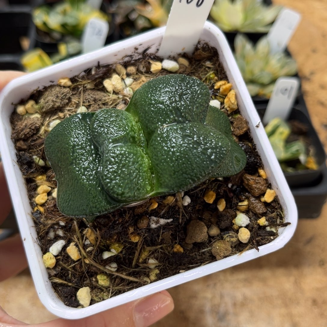 106蜗牛一物一拍……