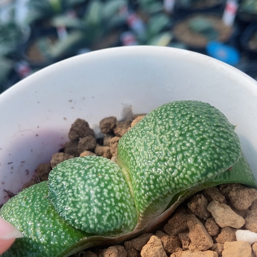 1846卧牛实生大白珍珠釉带盆发货