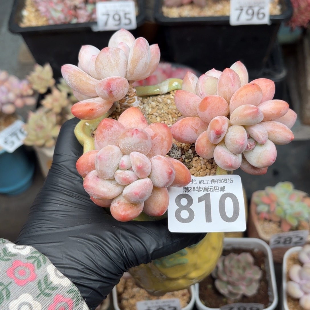 香水老桩无盆土发货
