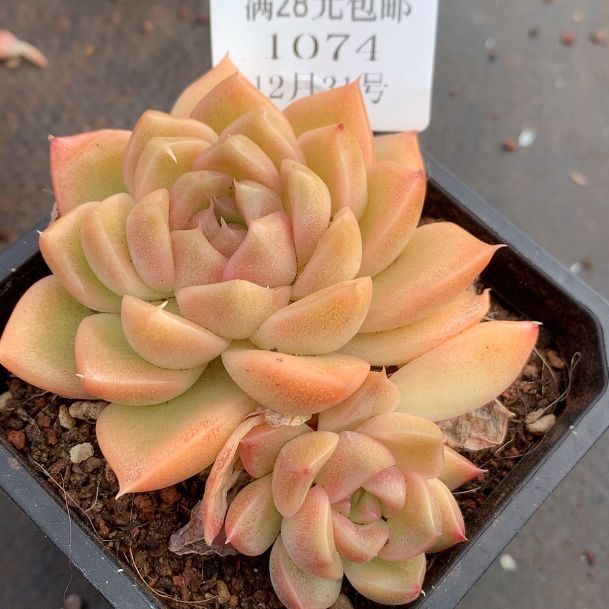 【闪购商品】云1074号