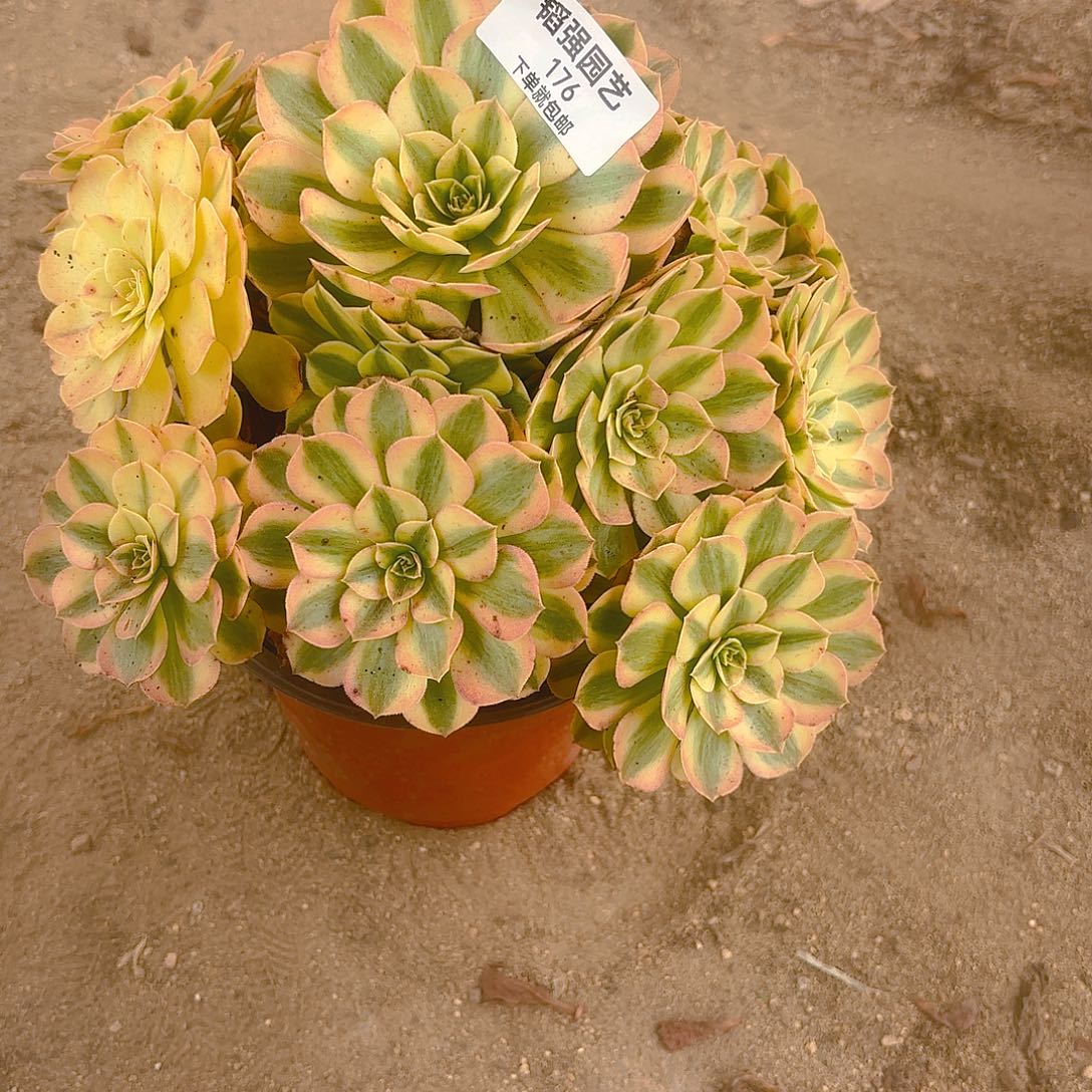 雨荷多肉植物手捧176