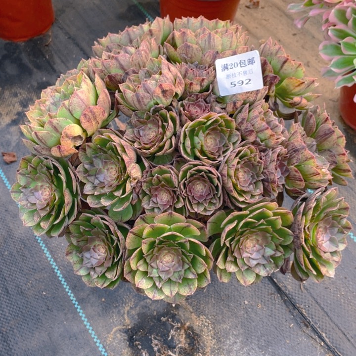 592万拉丝法师多肉断枝不售后