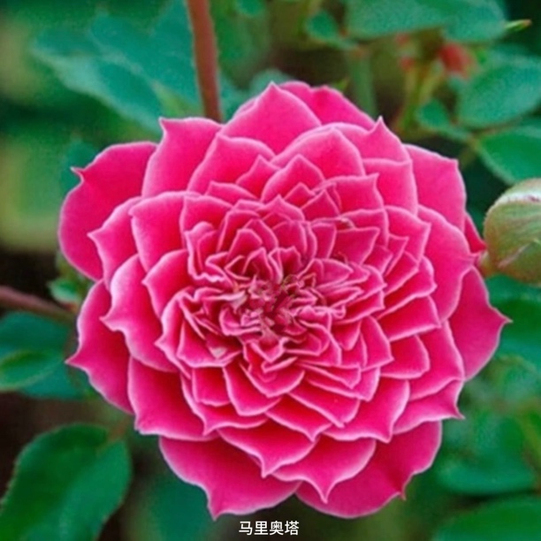 【马里奥塔】紫粉微月丰花勤花扦插盆栽月季！