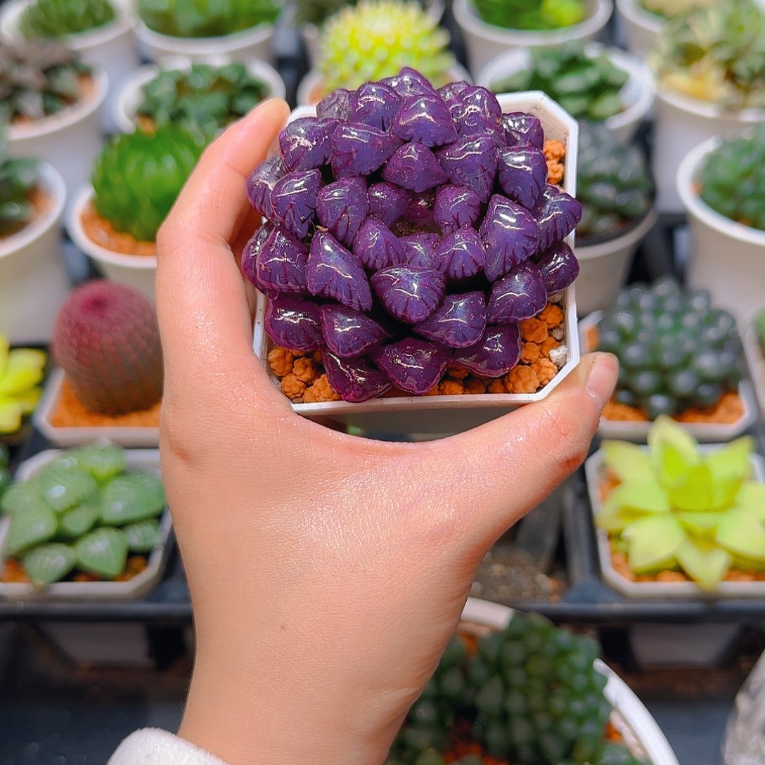 紫宝石冰灯玉露，原盆