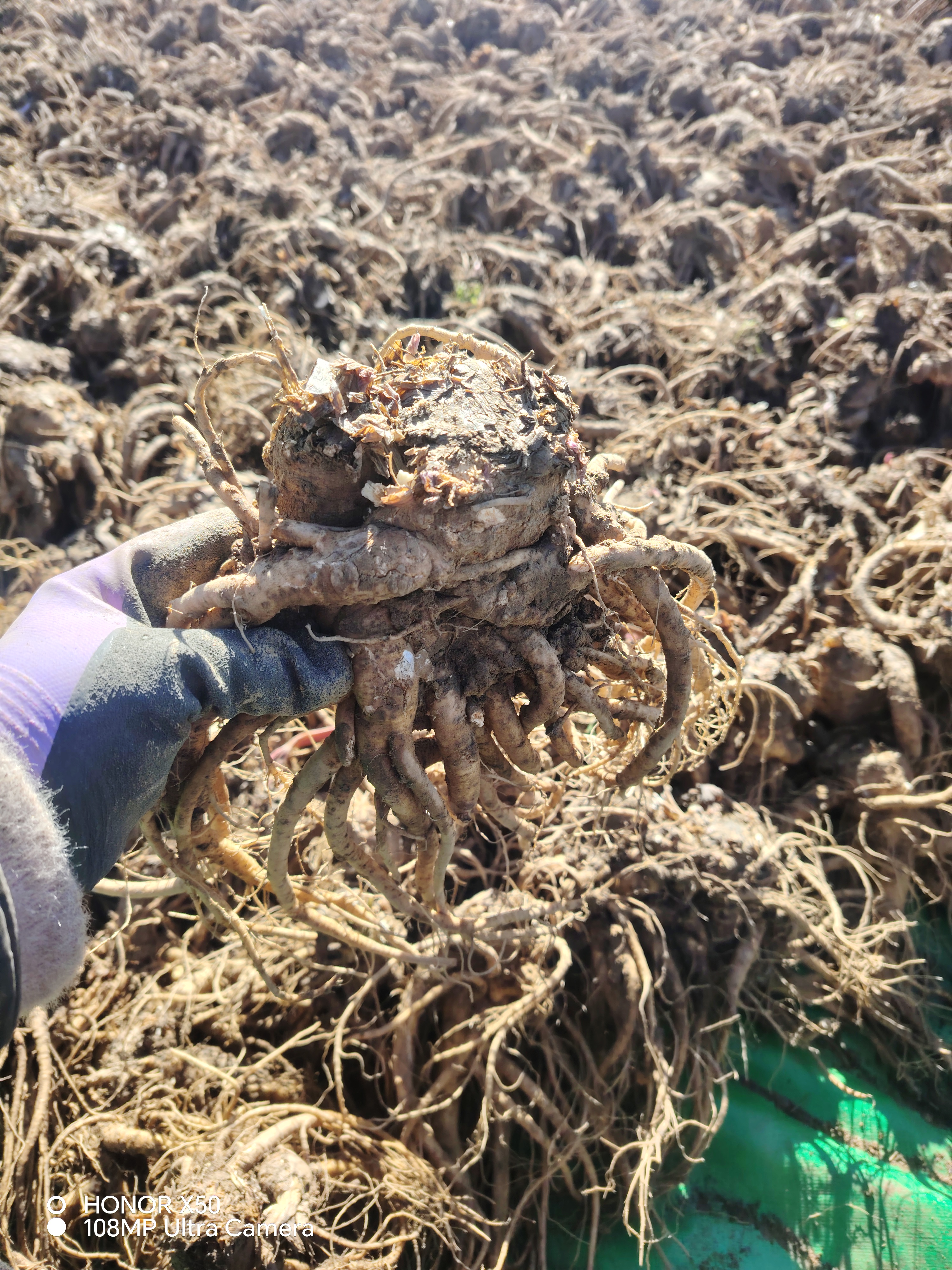 甘肃岷县原产地新鲜当归，拍大条送小条