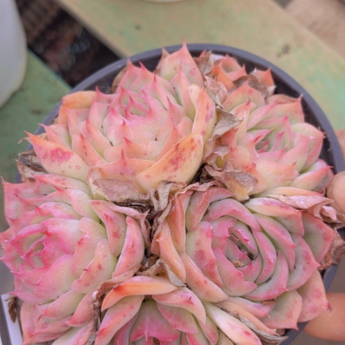 【闪购商品】侧影16204