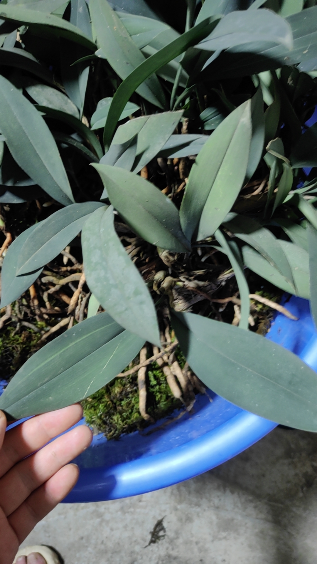 银灰兔兰兔耳兰热带绿植资源苗花期6至7月易养的盆栽绿植兰花花卉