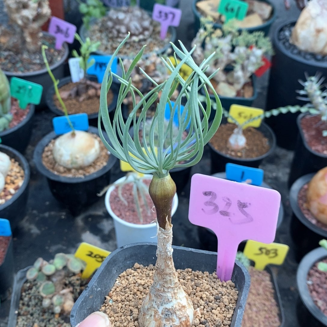 gn弹簧草多肉植物