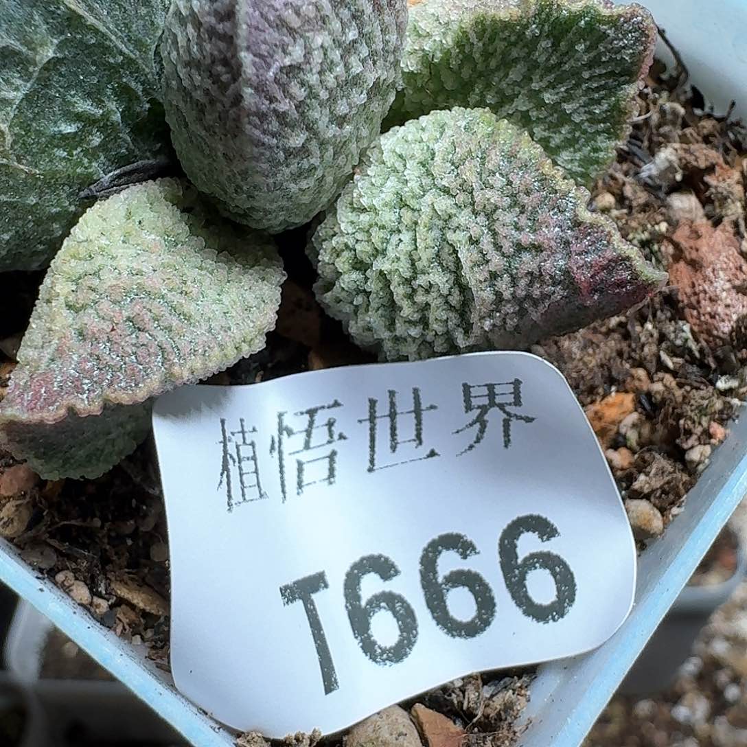 666盒多肉植物哇f v