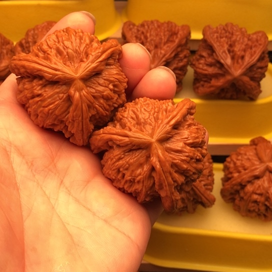 清***光核桃核桃核桃核桃核桃