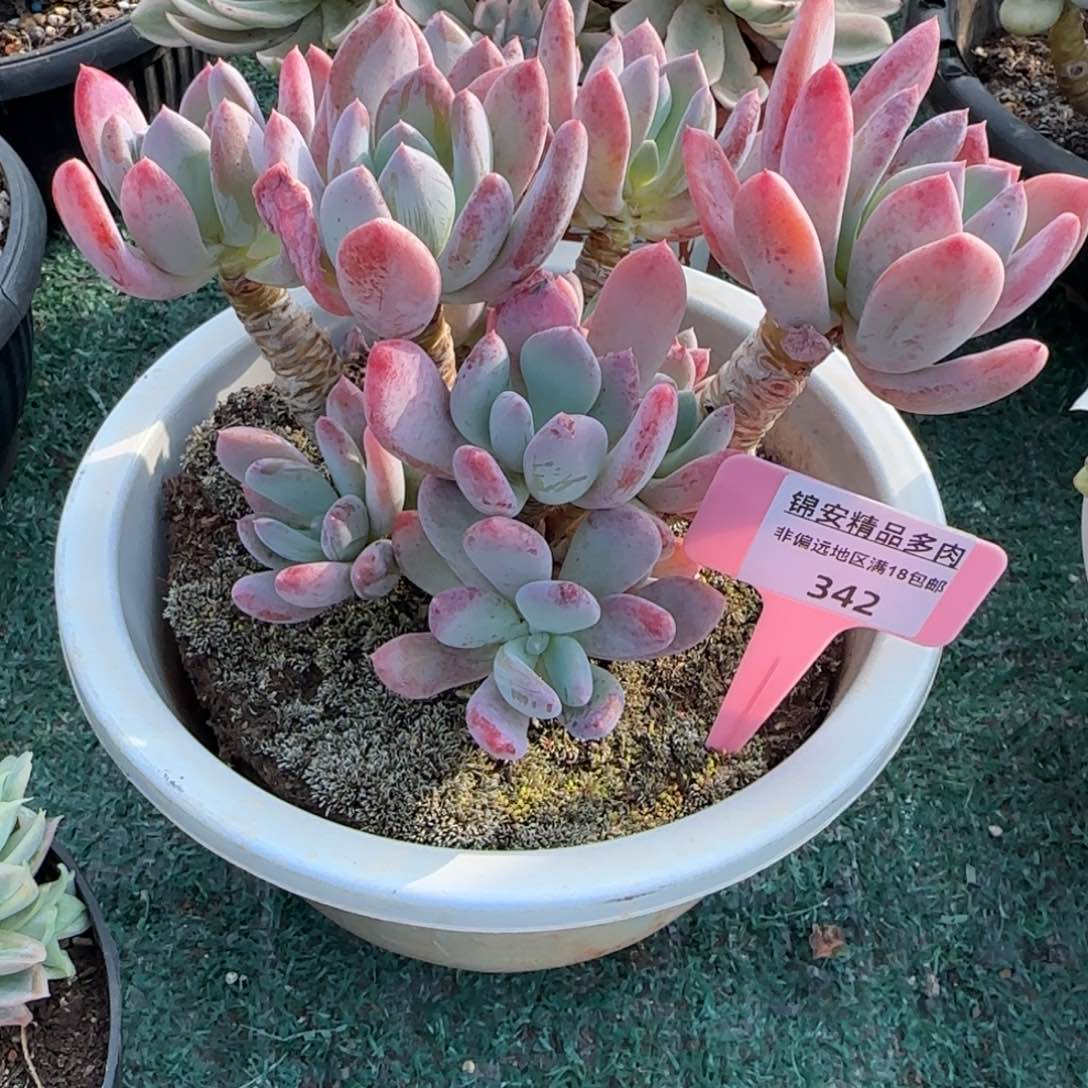 用****5锦安精品多肉植物342