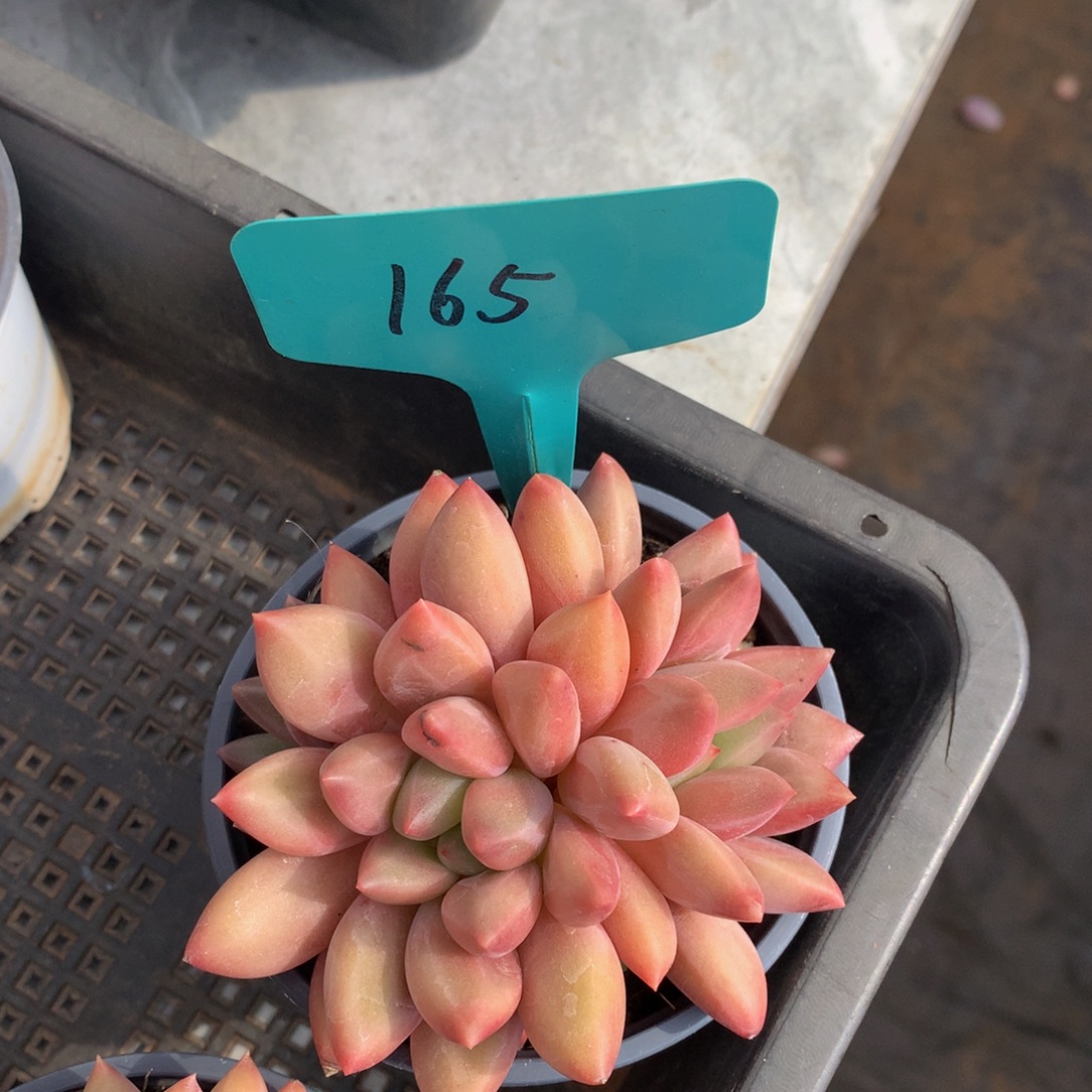 属进球72727277272